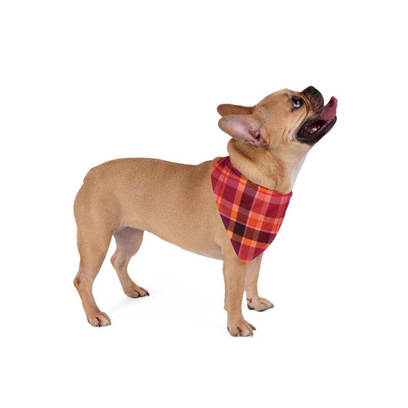 Pet Bandana in choice of 8 color combos 7 in paw print scatter pattern 1 in plaid Made of soft-spun polyester